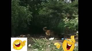 Dog having fun)))))