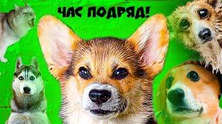 Клип Я ЛЕТЯЩИЙ УЖАС И Я НЕ МЕЛКИЙ целый ЧАС ПОДРЯД!! (Корги Кекс) Говорящая собака