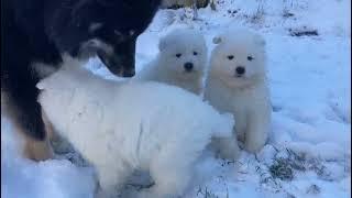 With Lovely Smile kennel - Samoyed litter B - 6 weeks old - with Luci