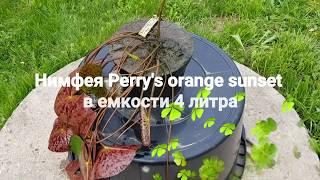 Нимфея Perry's Orange Sunset в емкости 4 л. от 17.05.18 г. Продажа взрослых нимфей в контейнерах