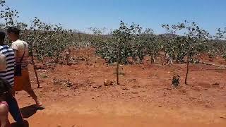 Na roça em Santa Filomena PE  o peba sem noção e seus parentes