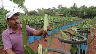 Dragon Fruit തൈ ഉണ്ടാക്കുന്നത് മുതൽ വിളവെടുപ്പ് വരെ അറിയേണ്ടതെല്ലാം