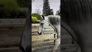 Smart horse lets himself back in - I may regret encouraging this . #horses