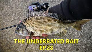 FISHING WITH THE UNDERRATED BAIT EP.28 $1.30