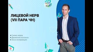 Анатомия лицевого нерва