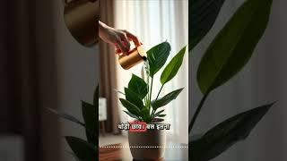 Peace Lily—The Natural Air Purifier Your Home Needs! 