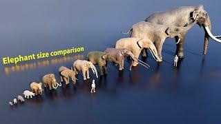 Elephant size comparison (3D animation) #animation