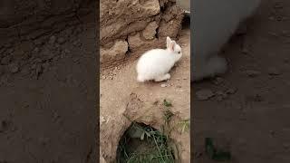 Small Bunnies