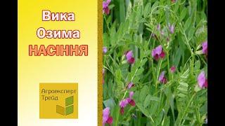 Вика озима  від Агроексперт-трейд. Насіння вики на посів 