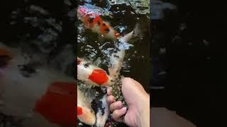 Hand feeding koi fish #koiindonesia #koi #koifish #handfeeding #shorts #koilovers