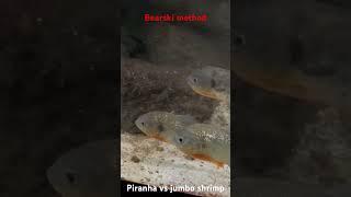 Piranha vs jumbo shrimp!