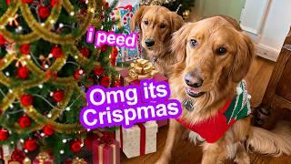 Celebrating My Dogs First Christmas! *ADORABLE* 