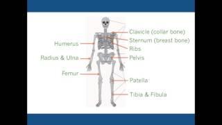 Musculoskeletal anatomy & biomechanics introduction