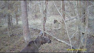 Лосиная фотосессия на ноунейм фотоловушку