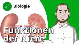 Funktion der Niere: Stoffaustausch und Ausscheidung – Biologie | Duden Learnattack