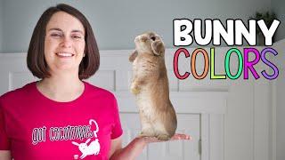 What Color is my Bunny?  Rabbit Color Guide!