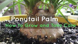 How to grow and take care of a Ponytail Palm