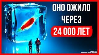 Древнее существо ожило после 24 000 лет вечной мерзлоты