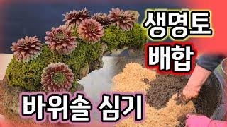 생명토 배합 바위솔 심기 절벽 과 석축에 적용하기