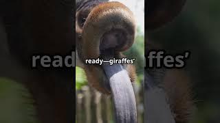 Top 5 Amazing Facts About Giraffes!