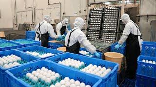 Mass Production of Liquid Eggs: Inside a Japanese Factory Using 1.3 Billion Eggs Annually!