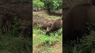 Indian Gaur and the calf