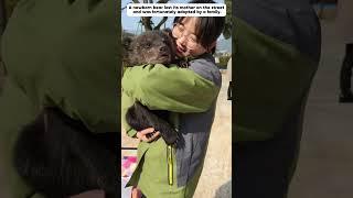 A family adopts an abandoned baby bear. #babybear #animals #shorts