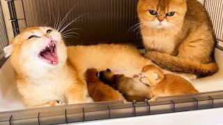 Mother cats didn't notice that they had lost two kittens. Subtitles!