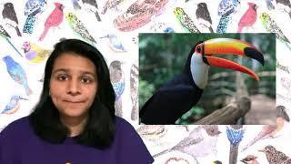 70 Second Science: Bird Beak Adaptations