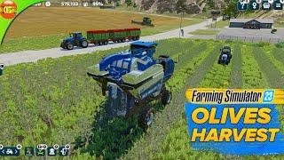 Olive🫒 Growing and Harvesting Gameplay - Farming Simulator 23 Mobile fs23