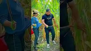 alat pertanian keren untuk memotong tanaman jagung dengan cepat #shorts