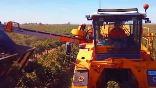 Grape Harvest 2018