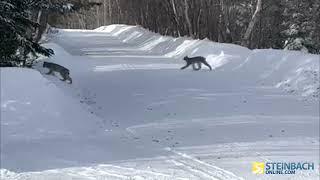 Lynx family spotted in the Whiteshell