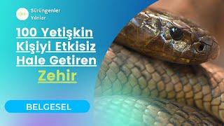 Dünyanın En Zehirli Yılanı Taipan #belgesel #video