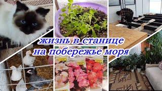 ЖИЗНЬ В СТАНИЦЕ НА ПОБЕРЕЖЬЕ МОРЯ, СТРОИМ ДОМ, ПИКИРОВКА ПЕТУНИИ, ЗАНИМАЮСЬ ЦВЕТАМИ, ЦЫПЛЯТА