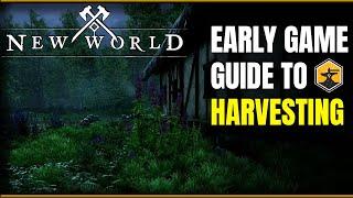 New World MMO - Early Game Harvesting Guide