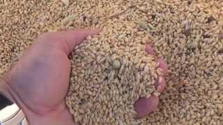 White Sonoran Wheat