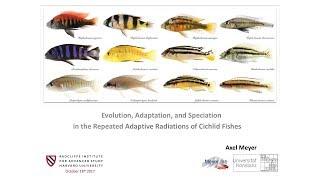 Evolution, Speciation, and Adaptation of Cichlid Fish | Axel Meyer || Radcliffe Institute