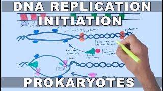 DNA Replication in Prokaryotes | Initiation