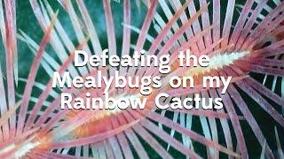 Defeating Mealybugs on my Rainbow Cactus (microscopic views!)