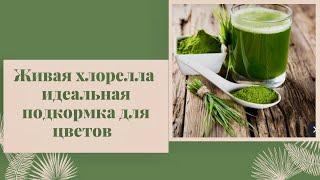 ЖИВАЯ ХЛОРЕЛЛА / КЛЮЧ К ЗДОРОВЬЮ РАСТЕНИЙ#живаяхлорелла