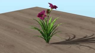 3D Vectorworks model of a Hemerocallis Grape Velvet