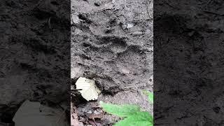 Tiger Footprint so big@wildjojovlog#shorts