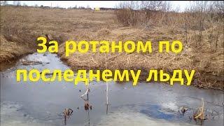 За ротаном по последнему льду