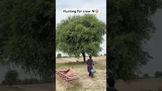 Hunting for crow ‍⬛ #farmer #farming #hunting #crow #hunter