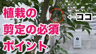 植栽シマトネリコの剪定方法は簡単だった。