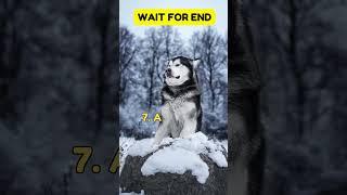 Top 12 Most Dangerous Dog In The World | #dangerous #dog #ytshorts2023