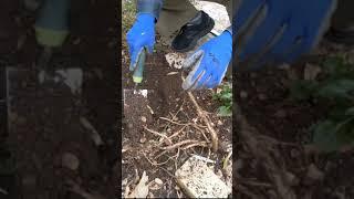 Growing and Harvesting Horseradish