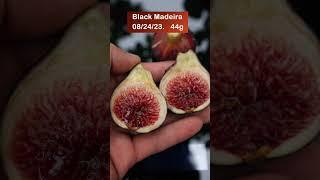 Black Madeira fig : The Queen of Fig!! #fruit #farmersmarket