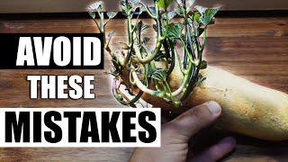 3 Common Gardening Mistakes - Garden Quickie Episode 41